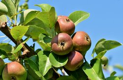 Sträucher und Bäume in Kübel pflanzen & Veredelung von Obstbäumen