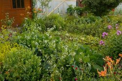 Permakulturelle Gartengestaltung: Beobachten und Analysieren