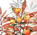 botanische Illustration botanische Illustration