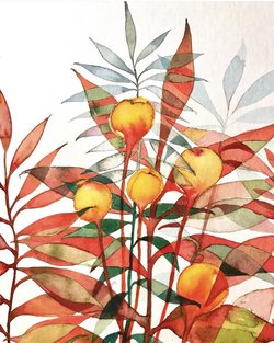 botanische Illustration botanische Illustration - botanische Illustration