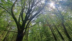 Waldbaden und Achtsamkeit - Waldbaden und Achtsamkeit