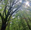 Waldbaden und Achtsamkeit