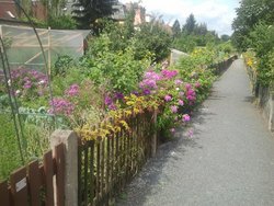 Gartenworkshop Lieblingspflanzen leicht vermehren - Gartenworkshop Lieblingspflanzen leicht vermehren