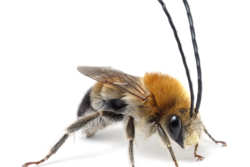 Gartenworkshop: Solitäre Wespen und Wildbienen