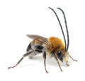 Gartenworkshop: Solitäre Wespen und Wildbienen
