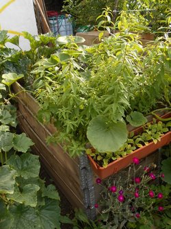 Gartenworkshop Lieblingspflanzen leicht vermehren - Gartenworkshop Lieblingspflanzen leicht vermehren