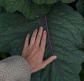 Gartenzeit: Permakultur 1 Gartenzeit: Permakultur 1