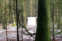 Andreas Kempe “Wild Cube ... den Habicht in den Wald bringen“
