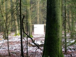 Andreas Kempe “Wild Cube ... den Habicht in den Wald bringen“