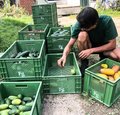 Gartenworkshop: Solidarische Landwirtschaft
