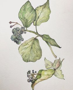 zeichnerisches Herbarium 2 zeichnerisches Herbarium 2 - zeichnerisches Herbarium 2