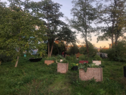 Bäume in der Stadt - Bäume in der Stadt