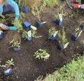 Heil- und Gewürzpflanzen- Mein Garten als Hausapotheke