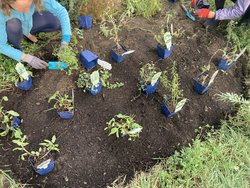 Heil- und Gewürzpflanzen- Mein Garten als Hausapotheke - Heil- und Gewürzpflanzen- Mein Garten als Hausapotheke