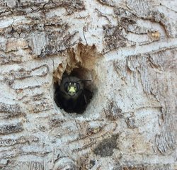Gartenworkshop: Solitäre Wespen und Wildbienen