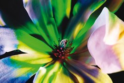 Eliska Bartek, Blume aus der Folge 'Und abends blüht die Moldau', Lambdaprint zw Acrylglas, 160x120, 2003/2004