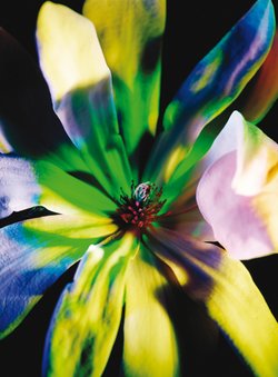 Eliska Bartek, Blume aus der Folge 'Und abends blüht die Moldau', Lambdaprint zw Acrylglas, 160x120, 2003/2004