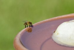 Insektentränke Insektentränke - Insektentränke