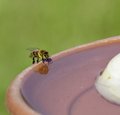 Insektentränke Insektentränke