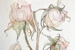 Biliana Vardjieva-Winkler, zeichnerisches Herbarium