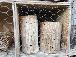 Wildbienenfreundliches Gärtnern