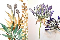 Biliana Vardjieva-Winkler, zeichnerisches Herbarium