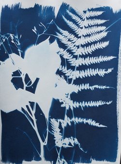 kreative Cyanotypie - kreative Cyanotypie