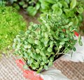 Microgreens