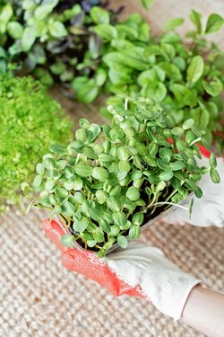 Microgreens Microgreens - Microgreens