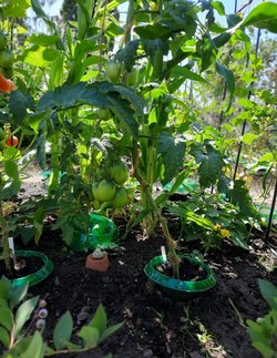 Willkommen in der Beetplanung - Willkommen in der Beetplanung