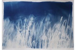 Eva Maria Raab, live print field n9, 2020, Cyanotypie auf Aquarellpapier, 70 x 100 cm