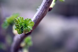 Stecklinge vermehren
