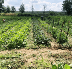 Gartenworkshop: Solidarische Landwirtschaft