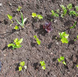 Partnerpflanzen im Beet- was passt wozu? - Partnerpflanzen im Beet- was passt wozu?