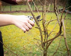 Gartenzeit: Obstbaumschnitt Gartenzeit: Obstbaumschnitt - Gartenzeit: Obstbaumschnitt