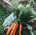 Gartenzeit: Permakultur 2 Gartenzeit: Permakultur 2